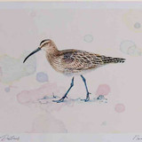 A4 whimbrel
