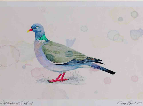A4 woodpigeon adult.jpg