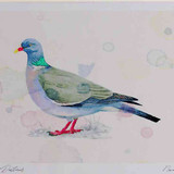 A4 woodpigeon adult