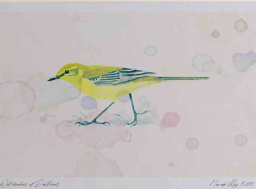 A4 yellow wagtail female.jpg