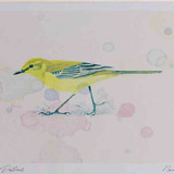 A4 yellow wagtail female