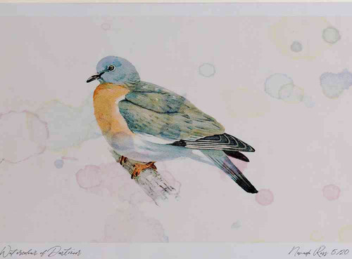 A4 woodpigeon juvenile.jpg