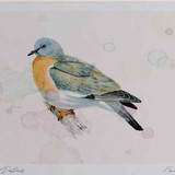 A4 woodpigeon juvenile