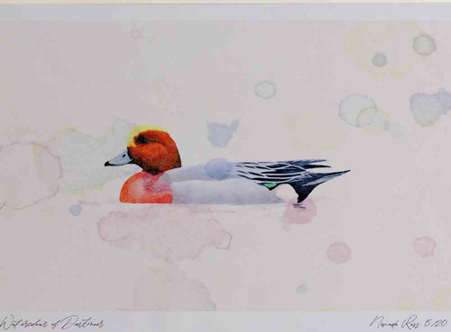 A4 wigeon male.jpg