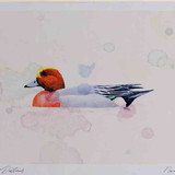 A4 wigeon male