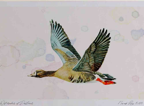 A4 white fronted goose albifronsrace.jpg