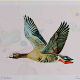 A4 white fronted goose albifronsrace