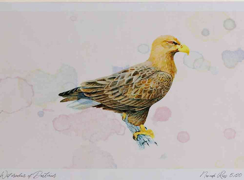 A4 white tailed eagle adult.jpg