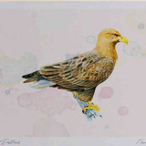 A4 white tailed eagle adult