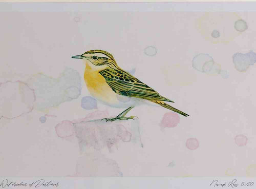 A4 whinchat female.jpg