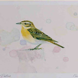 A4 whinchat female