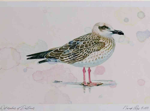 A4 yellow legged gull firstwinter