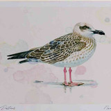A4 yellow legged gull firstwinter