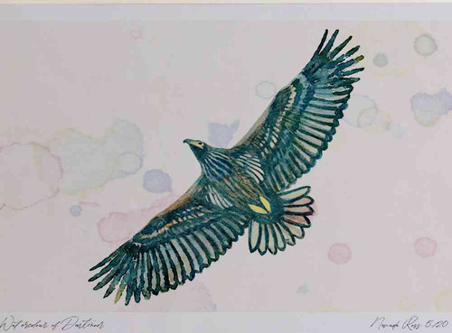 A4 white talied eagle juvenile inflight.jpg