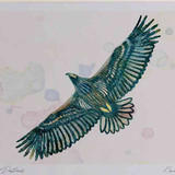 A4 white talied eagle juvenile inflight