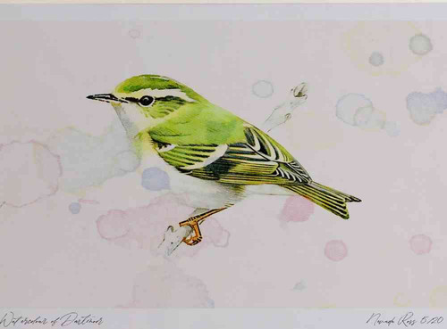 A4 yellow browed warbler.jpg