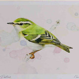 A4 yellow browed warbler