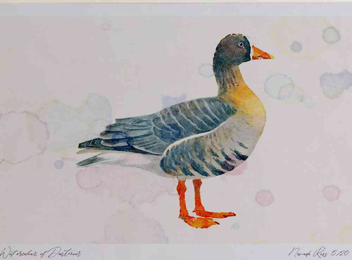 A4 white fronted goose greenlandrace.jpg
