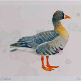 A4 white fronted goose greenlandrace