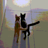 koti2.gif