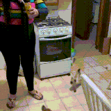 sobakot3.gif
