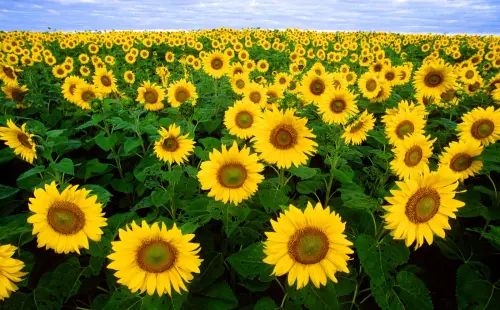 Sunflower.webp