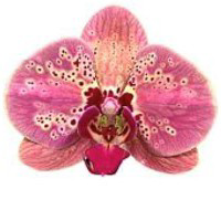 a470b15238c8.png