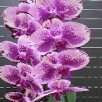 878d40982a08.png