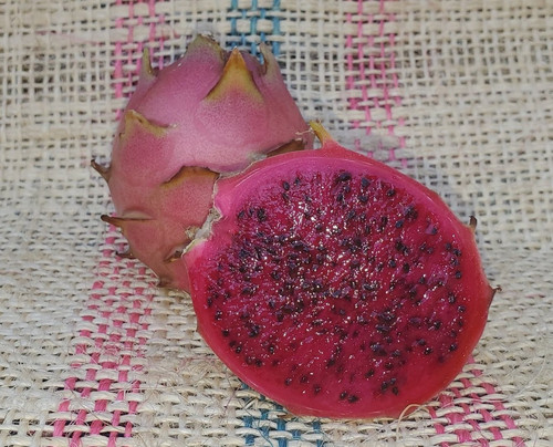 Vivid Purpurea.jpg