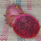 Vivid Purpurea