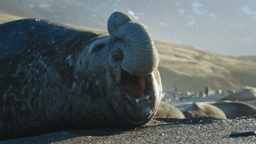 Big.Beasts.S01E02.The.Elephant.Seal.2160p.ATVP.WEB DL.DDP5.1.Atmos.HDR.HEVC HHWEB.mkv 20230529 19233.png