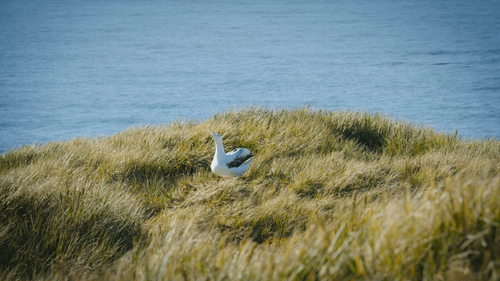 Big.Beasts.S01E02.The.Elephant.Seal.2160p.ATVP.WEB DL.DDP5.1.Atmos.HDR.HEVC HHWEB.mkv 20230529 19254.png
