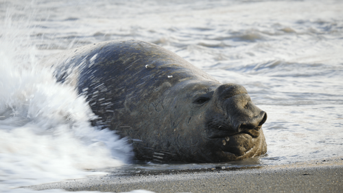 Big.Beasts.S01E02.The.Elephant.Seal.2160p.ATVP.WEB DL.DDP5.1.Atmos.HDR.HEVC HHWEB.mkv 20230529 19241.png