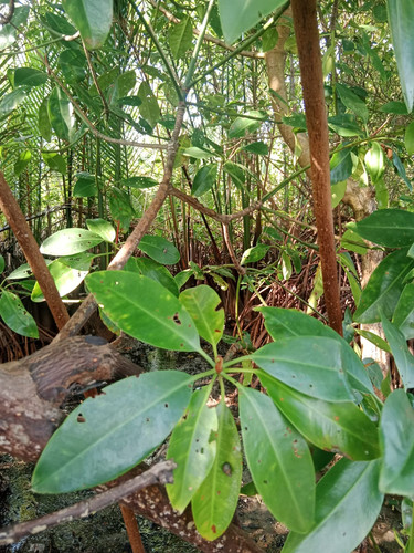 WhatsApp Image 2023 05 25 at 22.08.52.jpg