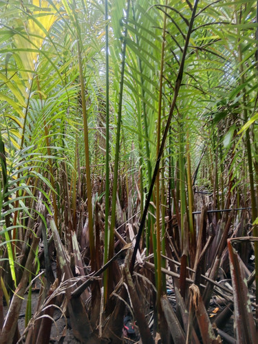 WhatsApp Image 2023 05 25 at 22.15.19.jpg