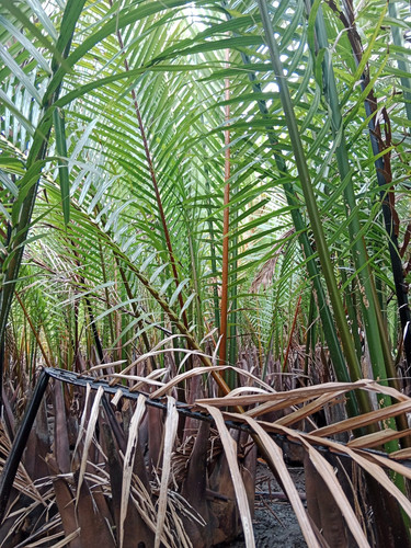 WhatsApp Image 2023 05 25 at 22.10.32.jpg