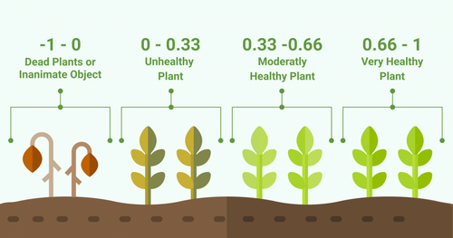 plants 1030x541.png
