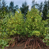 f737aa6f c986 45ea 8475 445ec9da00ab