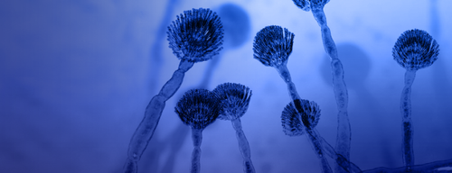 Mold Blue 600x230