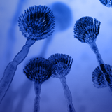 Mold Blue 600x230