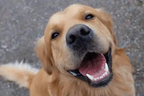 golden retriever 1.webp