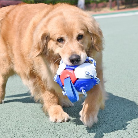 cão crazy ball review I.jpg