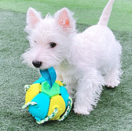 cão crazy ball review II.jpg