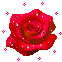 rosa vermelha (1)