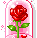 rosa vermelha