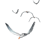 bird
