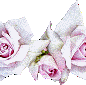 PINK8