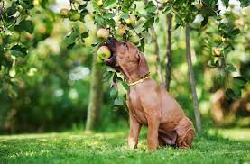 Holistic Healing For Dogs And Cats.jpg