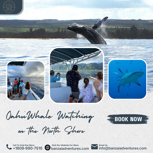 Oahu Whale Watching on the North Shore.png