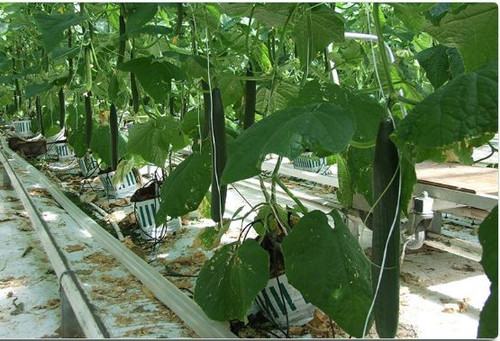 hydroponics greenhouse.jpg